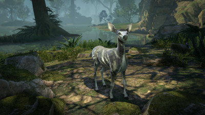 Faun Fawn