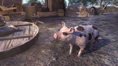 Bruma Spotted Pig icon