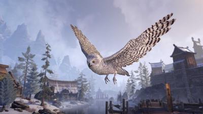 Windhelm Snow Owl icon