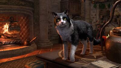 Chat angora de Daguefilante icon