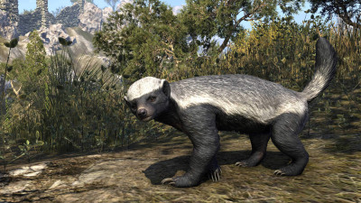 Colovian Badger