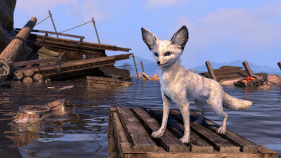 Renard fennec arctique