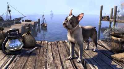 Breton Terrier icon