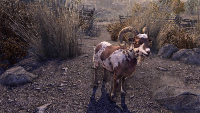 Whiterun Mottled Goat icon
