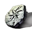 Anu Crest Icon icon