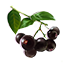 Acai Berry Icon icon