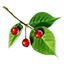 Geißelbeeren Icon icon
