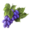 Surilie Grapes Icon icon