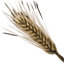 Trigo Icon icon
