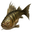 Silverside Perch Icon icon