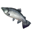 Salmon Icon icon