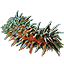 Black Marsh Cucumber Icon icon