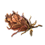 Rose Icon icon