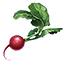 Radis icon