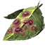Oxblood Fungus Spore Icon icon