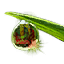 Bloodscent Dew Icon icon