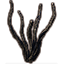 Apocrypha Plant, Languid Tentacles icon