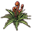 Растение (спороносный стручок) icon