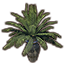 Elsweyr Potted Plant, Cask Palm Icon icon
