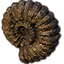 Apocrypha Fossil, Nautilus icon