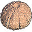 Sonnenwende-Muschel, versteinerter Seeigel Icon icon