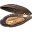 Moule, exposition Icon icon