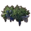 Furniture icon for Алинорский приоконный ящик (голубая глициния)