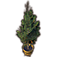Дерево в горшке (сосна Систреса) Icon icon
