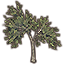Tree, Forked Blackwood Elm icon