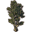 Tree, Large Green Beech Icon