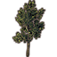 Tree, Small Green Beech Icon