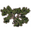 Tree, Squat Cypress icon