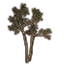 Sapling, Healthy Forest icon