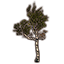 Tree, Young Healthy Birch Icon icon