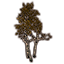 Árbol: abedul frágil otoñal Icon icon