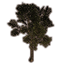 Craglorn Ash Tree icon