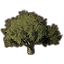 Tree, Giant Cork Oak Icon icon