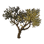 Tree, Kvatch Nut Icon icon