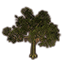 Tree, Mossy Forest Icon