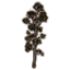 Baum, lange Pappel icon