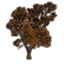 Tree, Yellowing Oak icon