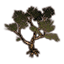 Baum, verwurzelt aus den Aschlanden icon