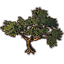 Baum, großer knorriger Lorbeer icon