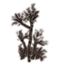 Árbol joven, bosque quemado icon