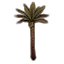 Baum, junge Palme Icon