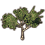 Sapling, Desert Acacia icon