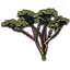 Árbol, acacia anequina bifurcada icon