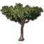 Tree, Tall Iroko icon