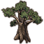Árbol, ficus gigante icon
