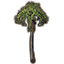 Árbol, palmera en abanico icon